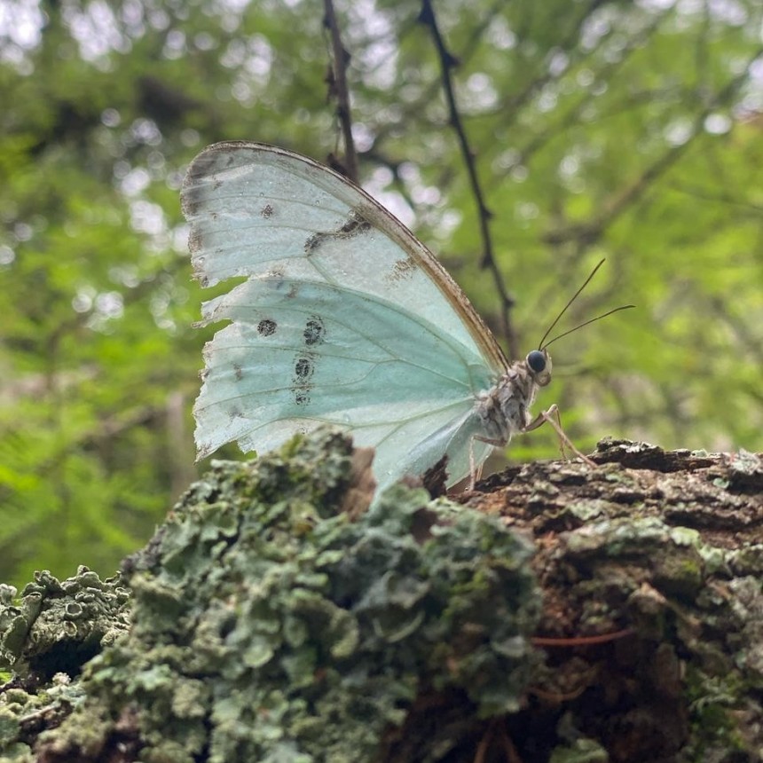 Columna sobre Medio Ambiente 