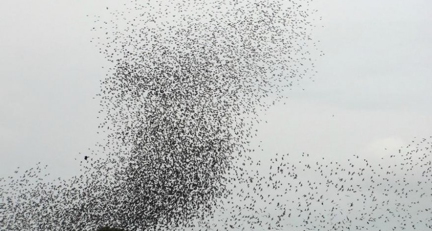 Estorninos en la Plaza de la Autonomía