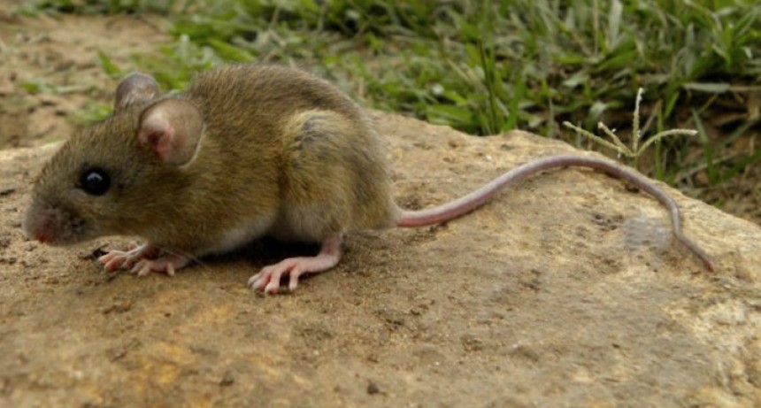 Hantavirus