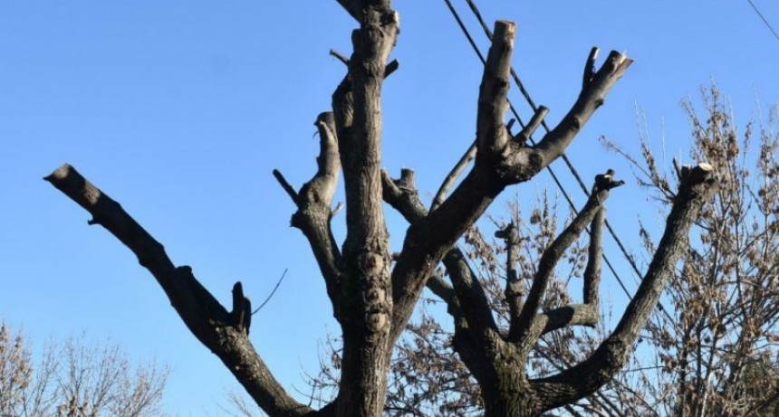 Consideraciones acerca de la poda de arbolado público