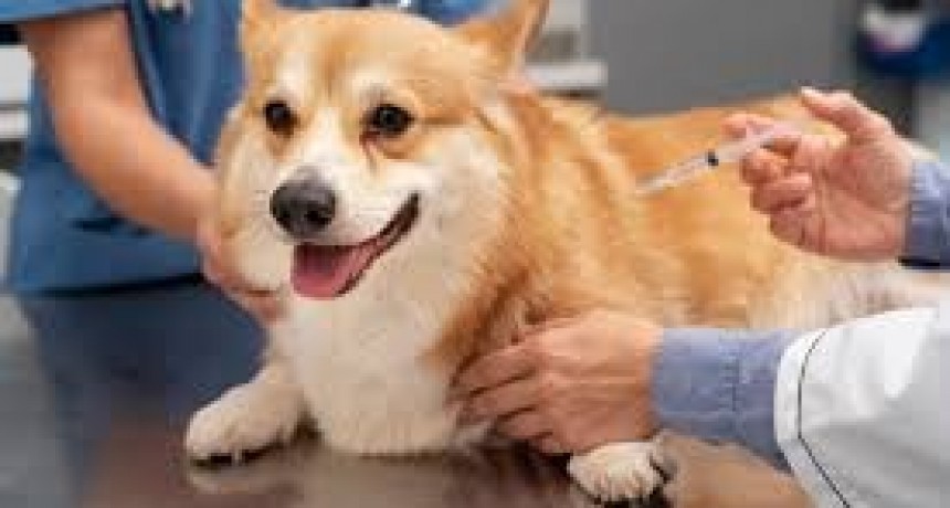 Cronograma de Vacunación Antirrábica 2025