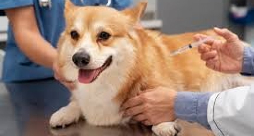 Comienza la Vacunación Antirrábica