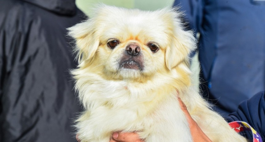 Zoonosis aplicó la vacuna antirrábica a 59 animales en la primera jornada