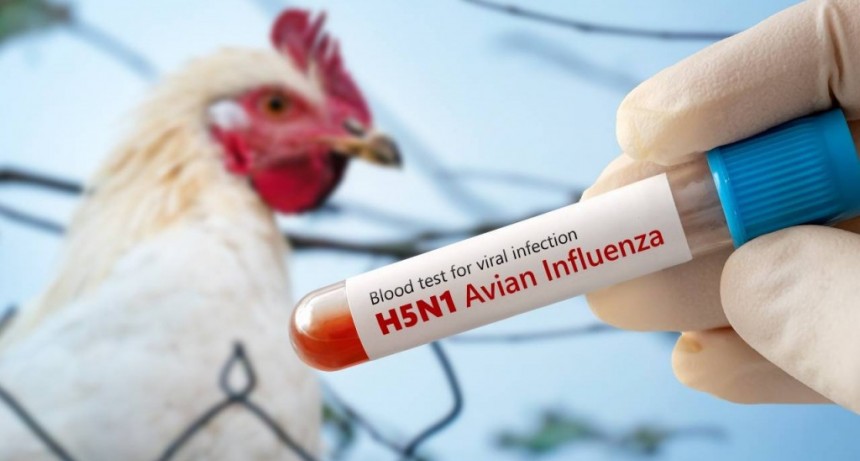 Influenza Aviar en Lezama