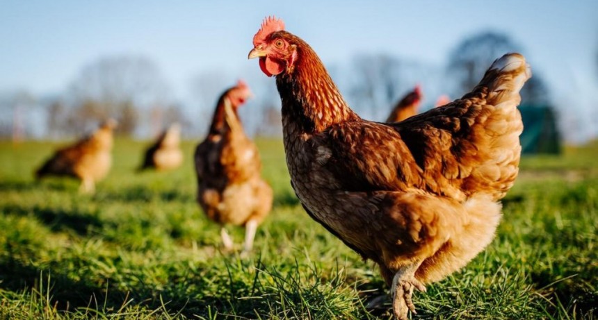 Se aplica protocolo sanitario ante la confirmación de un caso de gripe aviar en el distrito 