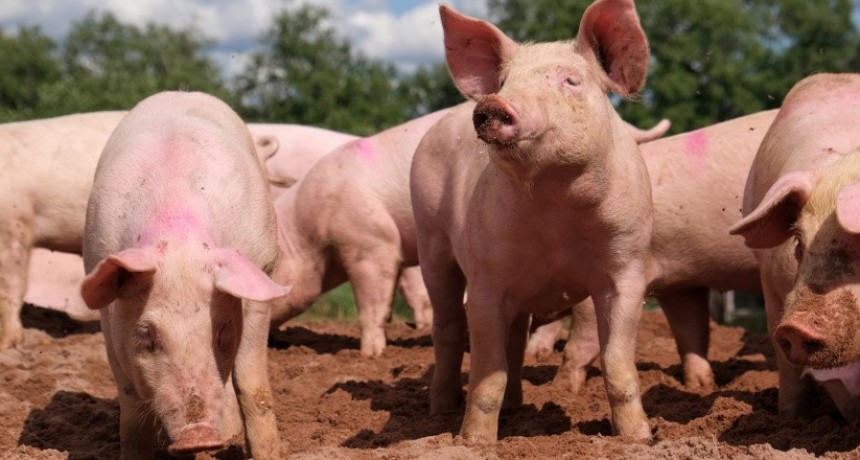 Triquinosis: dos brotes confirmados y uno bajo sospecha en la provincia de Buenos Aires