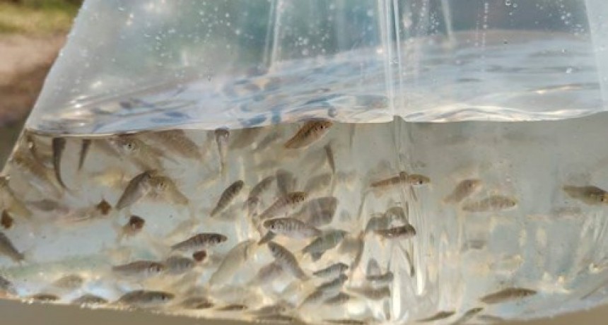 Se prepara una nueva siembra de alevinos de pejerrey