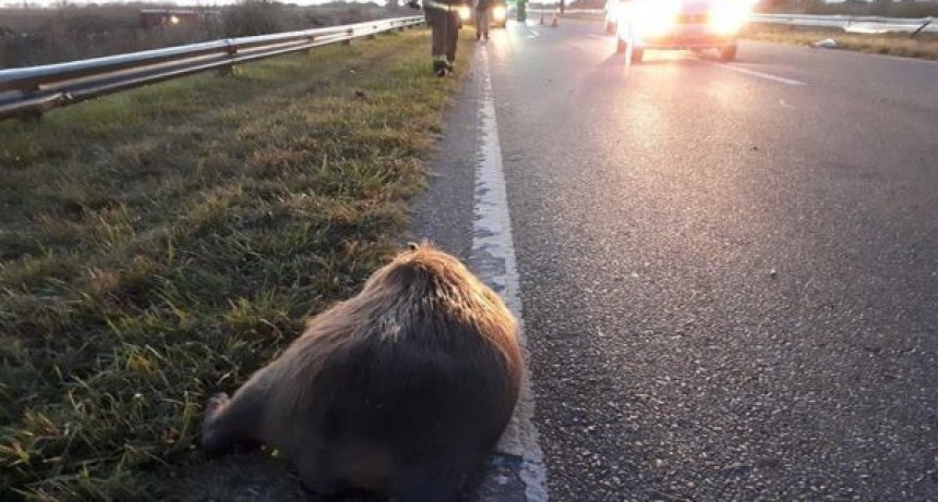 Carpinchos en Ruta 57