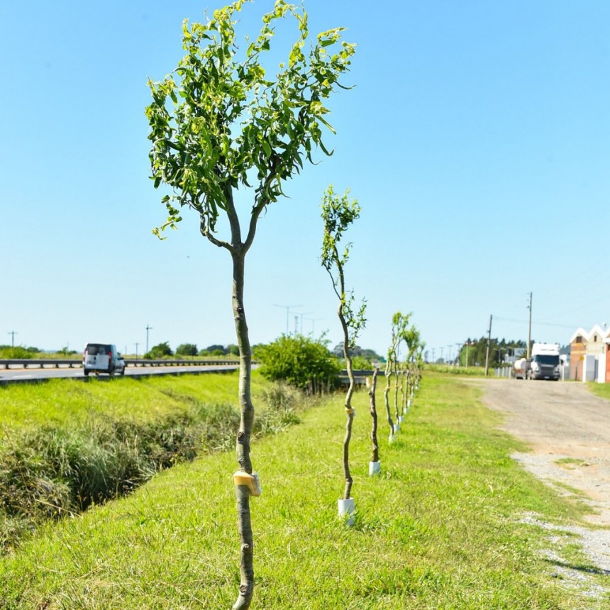 Ya son más de 800 los ejemplares plantados por el Plan de Forestación Municipal